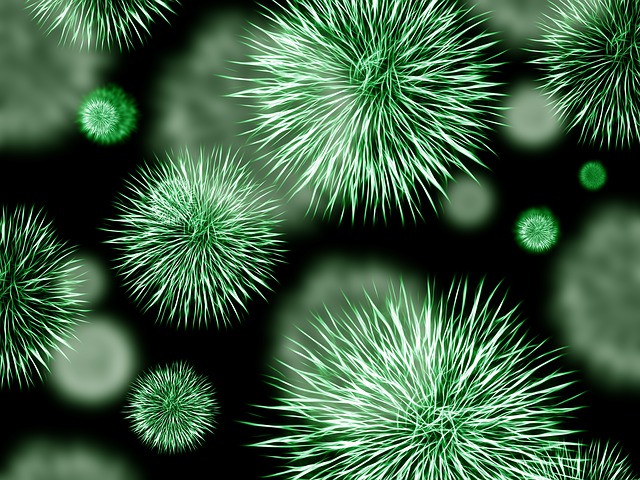 bacteria