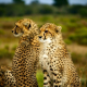 cheetahs-1900660_640